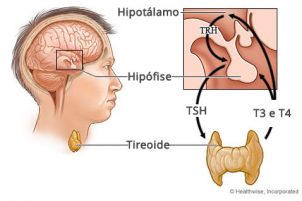 Horm Nio Tsh Tireoestimulante O Que E Altera Es Medsimples